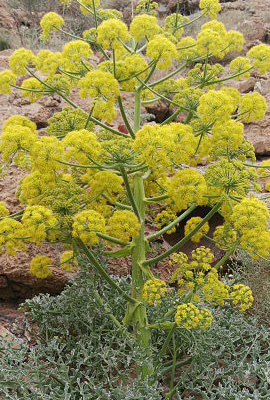 Afghan Angoze export