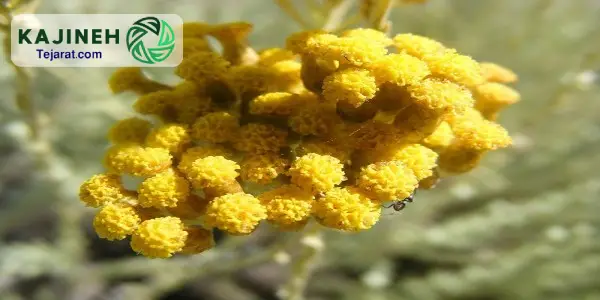 بازرگانی فروش آنغوزه