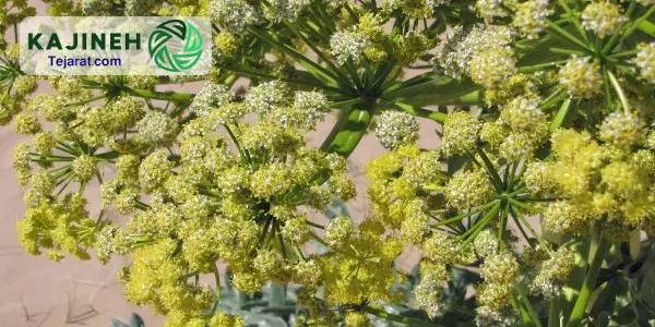 فروش عمده گیاه آنغوزه