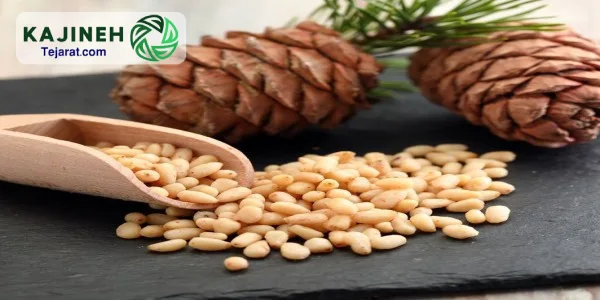 خرید بدون واسطه چلغوزه سیاه