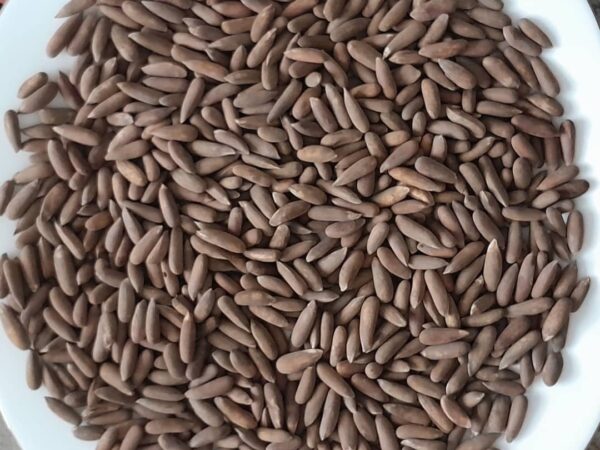 Natural Afghan Pine Nuts
