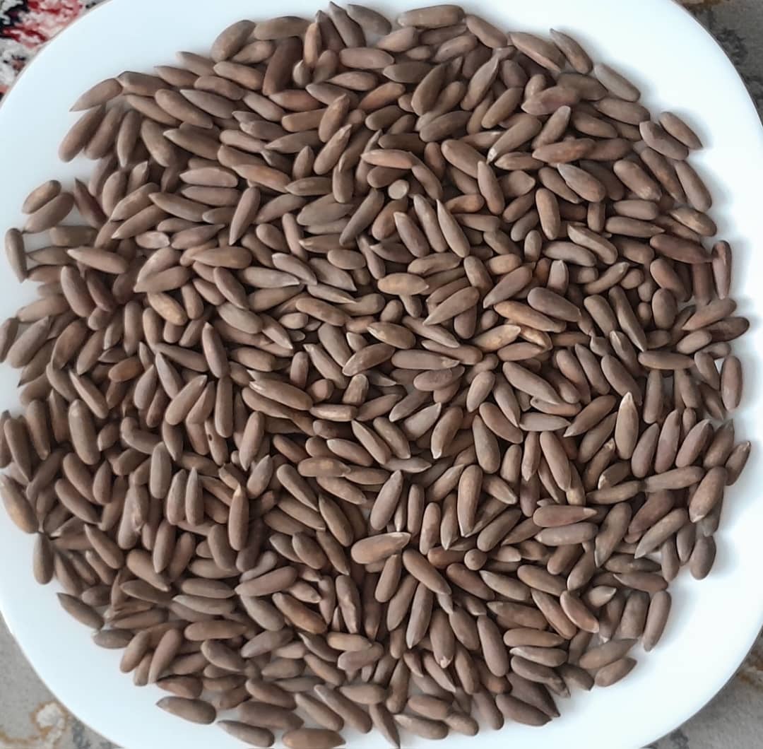 Natural Afghan Pine Nuts
