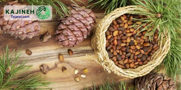 عمده فروش چلغوزه صادراتی