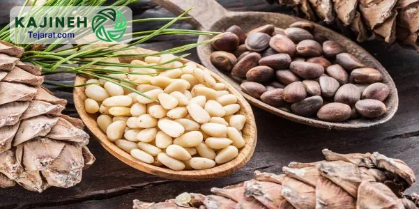 معرفی چلغوزه و خواص آن