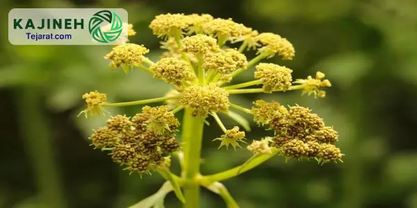 خرید عمده آنغوزه درجه یک