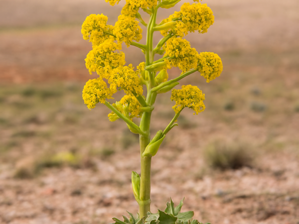 Wholesale purchase of Angoze