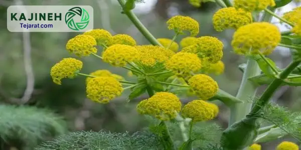 قیمت هر کیلو آنغوزه 1404