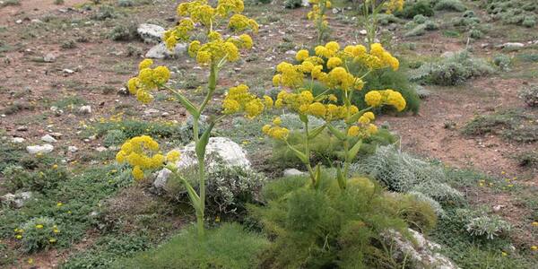 خواص دارویی آنغوزه