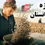 Chilgoza pine nuts