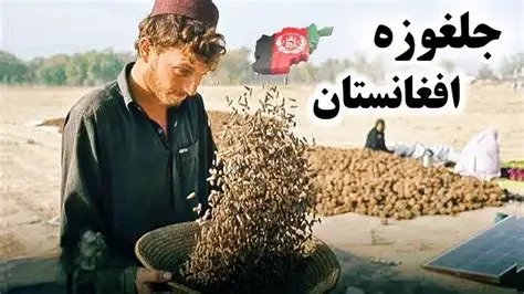 Chilgoza pine nuts