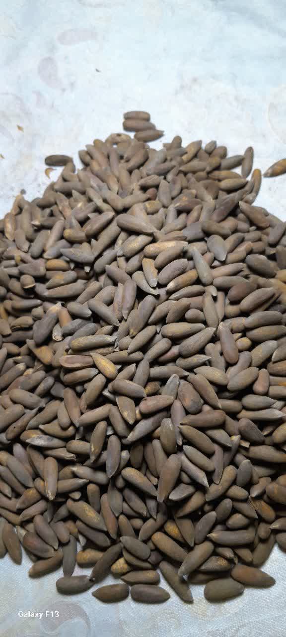 Afghanistan Pine Nuts