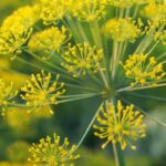 Asafoetida whole