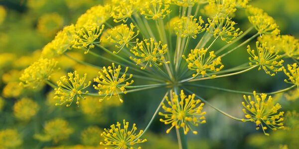 Asafoetida whole