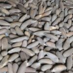 Afghanistan Pine Nuts
