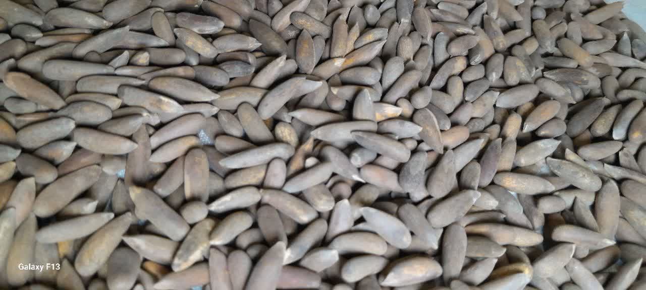 Afghanistan Pine Nuts