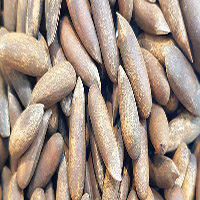 Afghan Pine Nuts