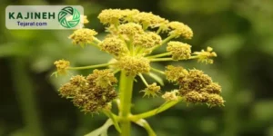 Afghan Asafoetida