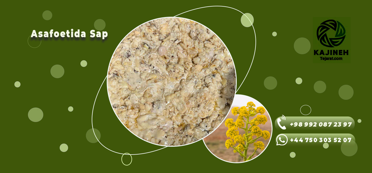 pic Asafoetida Sap 1
