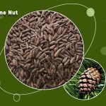 Chilgoza Dry Fruit